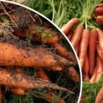 Burkāni izaug mazi un saraustīti: kādu kļūdu dārznieki visu laiku