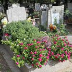 Pašziežoši un maz kopšanas: 4 ideāli ziedi kapu ainavu veidošanai