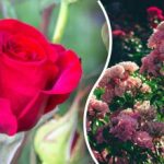 Rozes jālaista vienā un tajā pašā diennakts laikā: kas jums