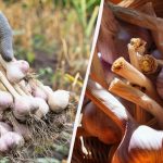 Kad rakt ziemas un pavasara ķiplokus augustā-septembrī: Mēness kalendārs