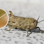 Kādus augus skrejvaboles apēd pirmās: kaitēkļu kontroles veids un bailes