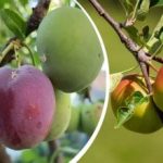 Kāpēc ābeles, plūmes un bumbieri sapūst tieši uz koka: moniliozes