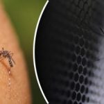 Kas patiešām atbaida odus dažu sekunžu laikā – pārbaudīti odu