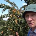 Nolūzis zars: kā atdzīvināt koku un saglabāt ražu