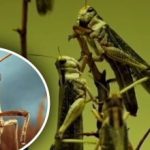 Ražas noslēpums: kā viens augs liek skrejvabolēm apiet laukus un